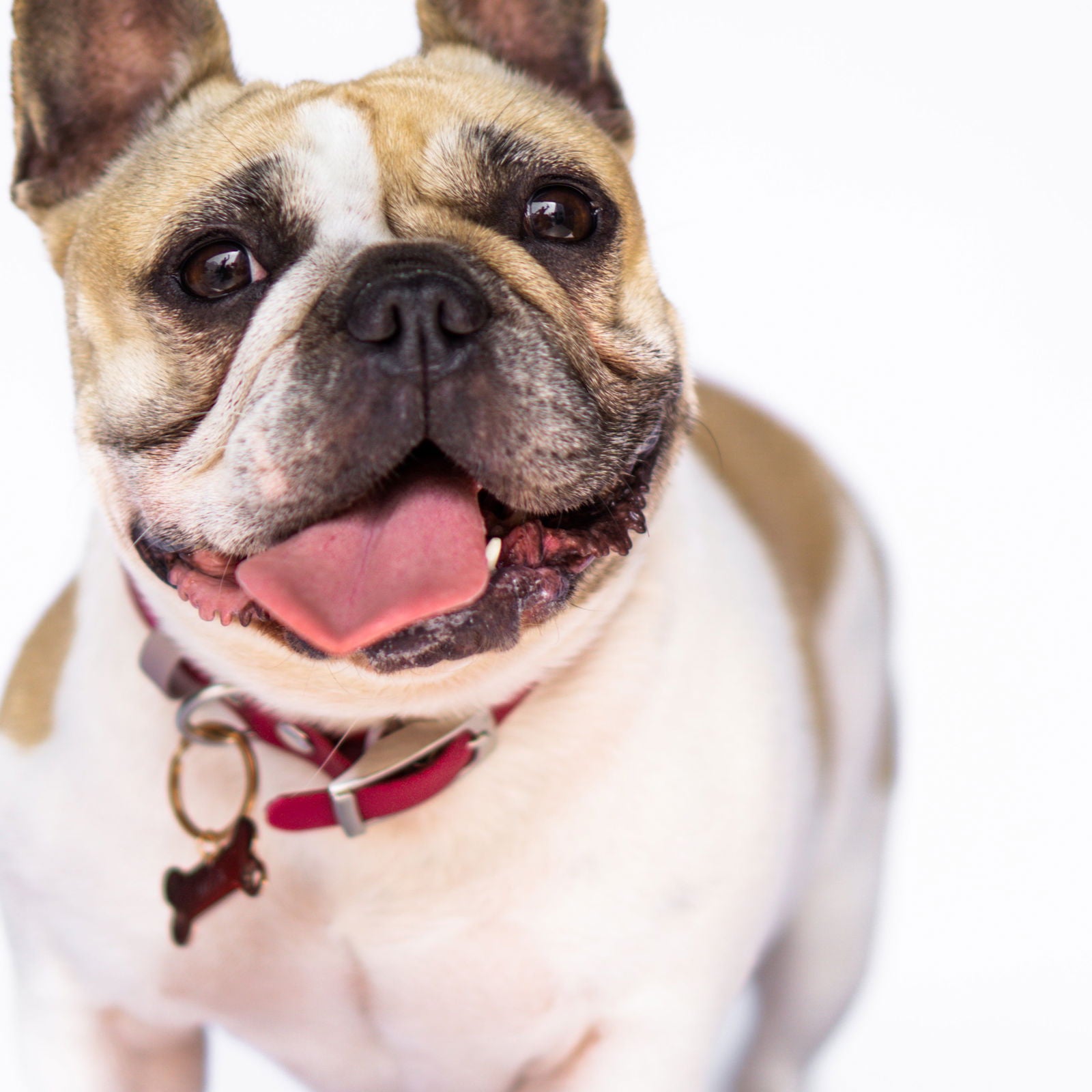 PETS - Silvertag Shop